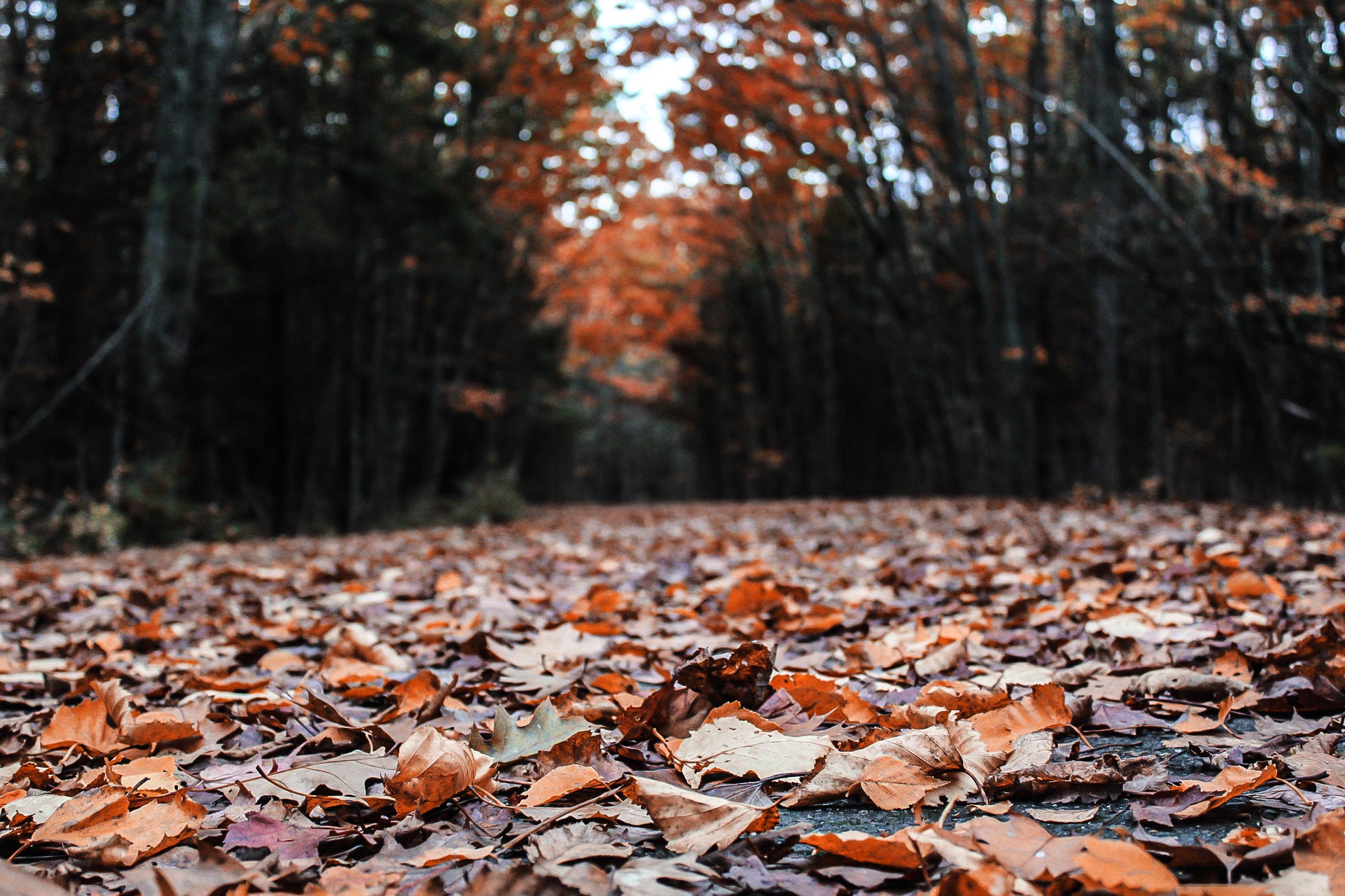 leaves-from-fall-trees-cover-a-pathway.jpg